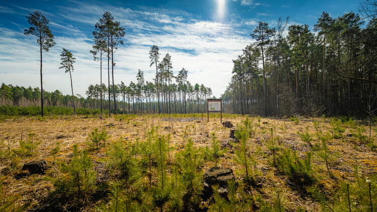 5 lat lasu węglowego pod Poznaniem. Ekosystem rozwija się zgodnie z planem